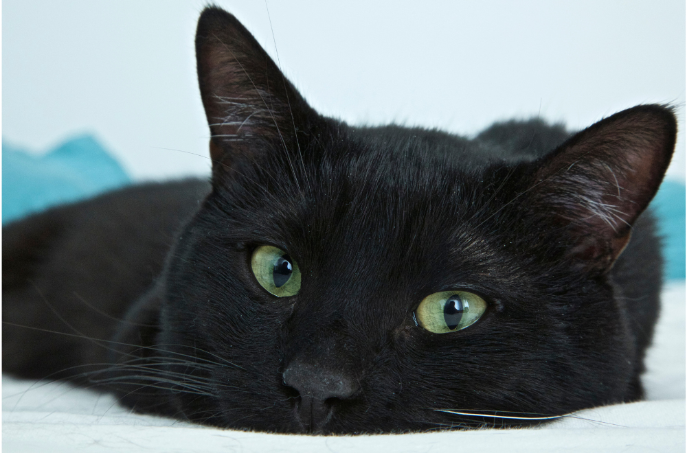 gato-negro.alt