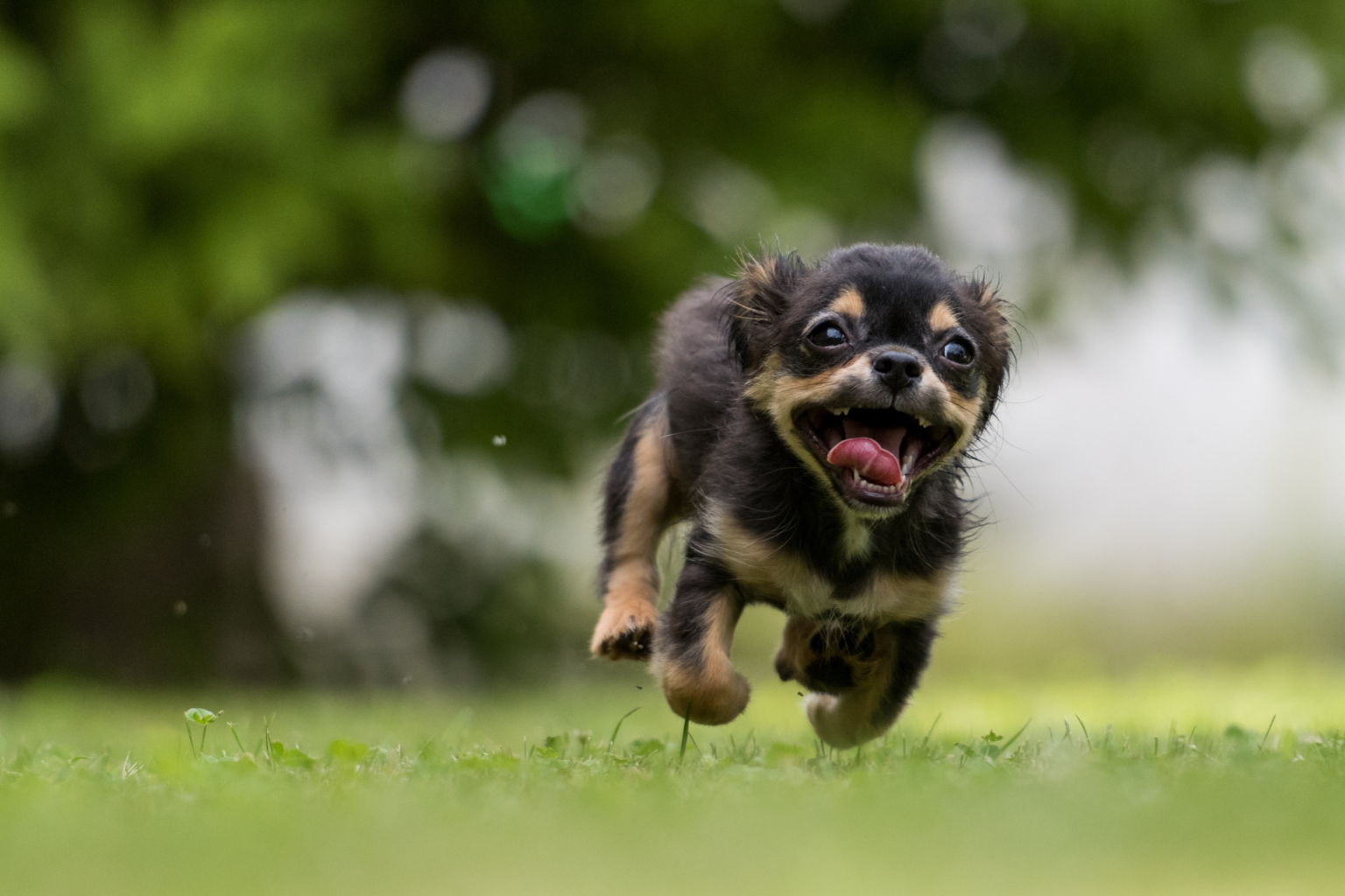 mascota-corriendo.alt