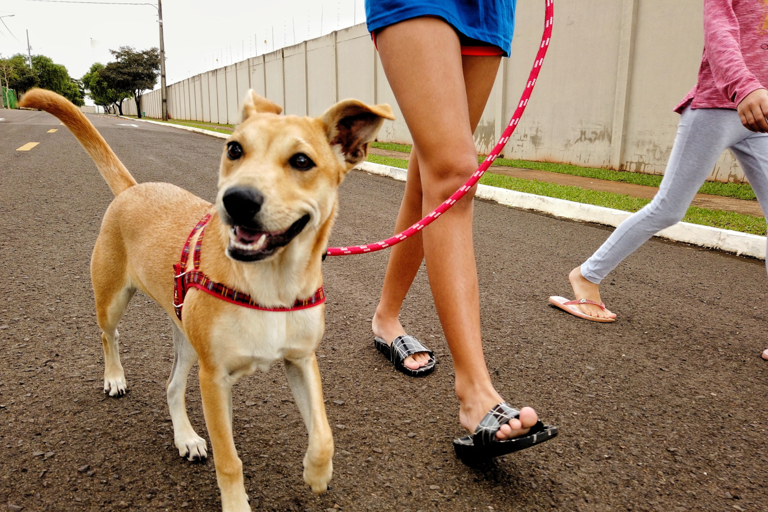 perro-en-forma.alt