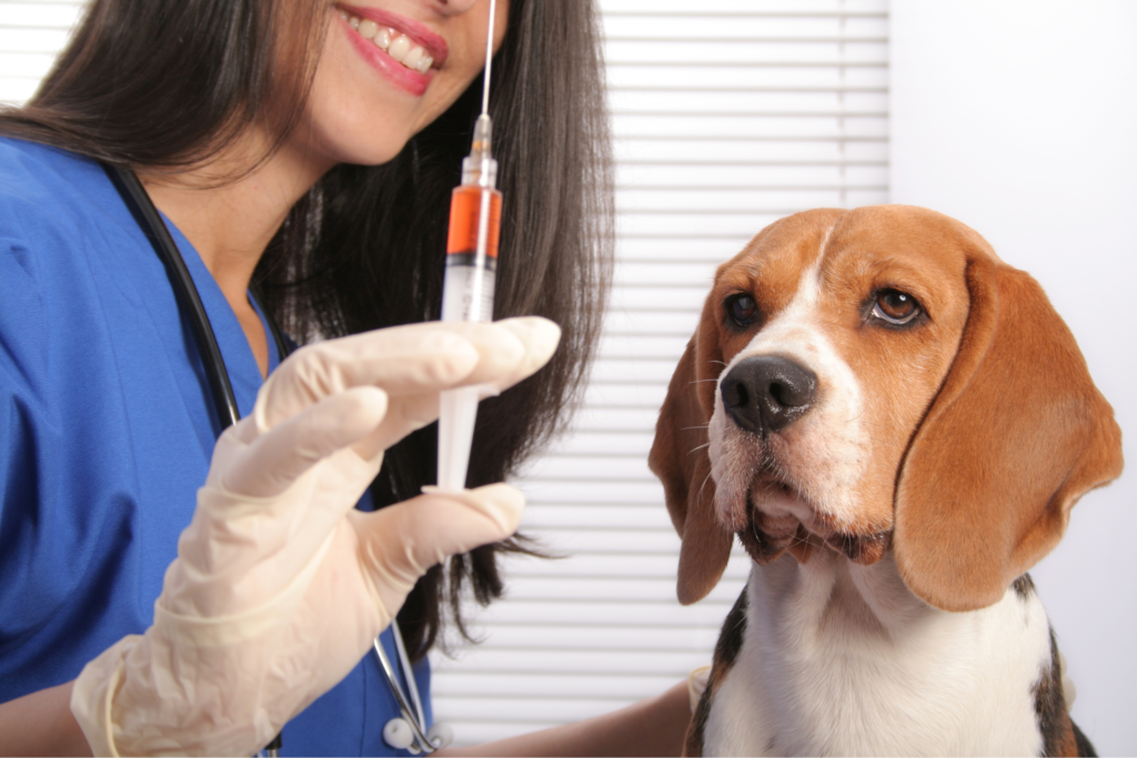 vacunación-en-perros.alt