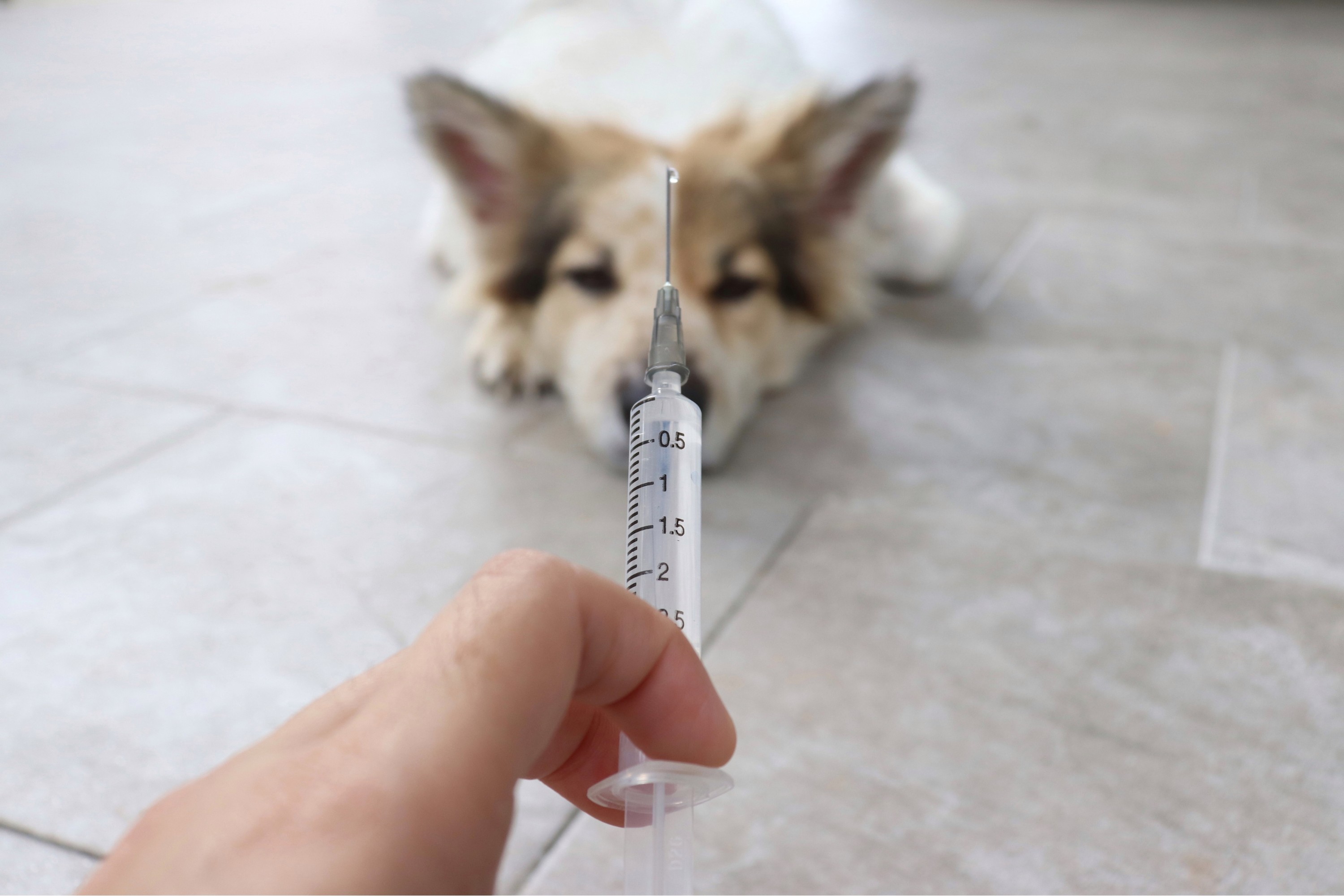 vacunas-perros.alt