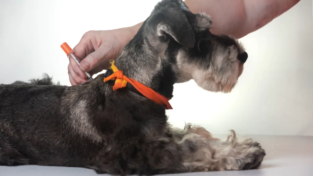 Diabetes en mascotas: Guía para un control efectivo en el hogar
La diabetes en mascotas es una enfermedad endocrina cada vez más común en la población de perros y gatos de la Ciudad de México. Al igual que en los seres humanos, esta condición se caracteriza por la incapacidad del cuerpo para producir o utilizar adecuadamente la insulina, lo que resulta en niveles elevados de glucosa en la sangre. Detectar la diabetes en mascotas a tiempo no solo mejora la calidad de vida de tu compañero, sino que es fundamental para evitar complicaciones fatales como la cetoacidosis.

En Dr. Lobinski, sabemos que el diagnóstico de una enfermedad crónica puede ser abrumador. Por ello, nos especializamos en el manejo de la diabetes en mascotas a domicilio, permitiendo que las mediciones de glucosa y el entrenamiento para la aplicación de insulina se realicen en el entorno tranquilo donde tu mascota se siente segura.

¿Cómo identificar la diabetes en mascotas? Síntomas clave
El cuerpo de un animal diabético envía señales claras cuando los niveles de azúcar están fuera de control. Es vital que los dueños estén atentos a las "4 pes" de la diabetes en mascotas:

Poliuria: Tu mascota orina con mucha más frecuencia y en mayores cantidades.

Polidipsia: Un aumento exagerado en el consumo de agua; parece que nunca tiene suficiente.

Polifagia: El animal tiene un apetito voraz pero, paradójicamente, no sube de peso.

Pérdida de peso: A pesar de comer más, el cuerpo no puede procesar la energía y comienza a consumir sus propias reservas de grasa y músculo.

Si notas estos signos, es momento de realizar una prueba de glucosa profesional para confirmar si estamos ante un caso de diabetes en mascotas.

Causas y factores de riesgo en perros y gatos
No todos los animales desarrollan la enfermedad por las mismas razones. La diabetes en mascotas tiene factores predisponentes que varían según la especie:

Obesidad: Es el factor de riesgo número uno, especialmente en gatos. El exceso de tejido adiposo genera resistencia a la insulina.

Genética: Ciertas razas de perros, como los Schnauzers o Poodles, tienen una mayor predisposición hereditaria.

Edad: Es más común en pacientes senior, aunque puede presentarse en adultos jóvenes.

Factores Hormonales: En hembras no esterilizadas, las fluctuaciones hormonales pueden interferir con la acción de la insulina, aumentando el riesgo de diabetes en mascotas.

Diagnóstico y monitoreo a domicilio en CDMX
El manejo de la diabetes en mascotas requiere precisión. El traslado constante a una clínica puede elevar los niveles de cortisol (la hormona del estrés), lo cual provoca picos de glucosa falsos, dificultando el ajuste de la dosis de insulina.

Al elegir el servicio a domicilio del Dr. Lobinski, realizamos curvas de glucosa en condiciones reales de vida. Esto nos permite:

Calibrar la dosis exacta de insulina según la dieta y actividad real de la mascota.

Enseñar a los propietarios la técnica correcta de inyección sin que el animal esté asustado por el entorno hospitalario.

Realizar pruebas de fructosamina y urianálisis para un seguimiento integral de la diabetes en mascotas.

La importancia de la dieta en el control glucémico
El tratamiento de la diabetes en mascotas no se limita a la insulina; la nutrición es el otro pilar fundamental. En perros, se requiere una dieta rica en fibra y carbohidratos complejos para una absorción lenta. En gatos, el enfoque suele ser una dieta alta en proteína y muy baja en carbohidratos.

En nuestras consultas a domicilio, diseñamos un plan nutricional específico que ayude a estabilizar la diabetes en mascotas, evitando los peligrosos bajones de azúcar (hipoglucemia) que pueden ocurrir después del ejercicio o de una dosis mal administrada.

Cobertura Local y Compromiso Profesional
Atendemos casos de diabetes en mascotas en zonas clave de la Ciudad de México, incluyendo la Colonia Roma, Condesa, Polanco y áreas aledañas. Nuestra meta es que el diagnóstico de diabetes no sea el fin de la diversión, sino el comienzo de una rutina de salud más consciente y controlada.

Sección de Preguntas Frecuentes (FAQ)
¿La diabetes en mascotas tiene cura?
En la mayoría de los perros, la diabetes es permanente y requiere insulina de por vida. En los gatos, si se detecta temprano y se inicia una dieta estricta, existe la posibilidad de que entren en remisión, aunque siempre requerirán monitoreo.

¿Es difícil inyectar insulina a mi mascota en casa?
Para nada. Las agujas de insulina son sumamente delgadas y la mayoría de las mascotas apenas lo sienten. Durante la visita del Dr. Lobinski, te guiaremos paso a paso para que pierdas el miedo y te conviertas en experto en el manejo de la diabetes en mascotas.

¿Qué pasa si me olvido de una dosis de insulina?
Nunca dupliques la dosis en la siguiente aplicación. Lo ideal es contactarnos de inmediato para ajustar el horario. El control de la diabetes en mascotas depende de la consistencia, pero siempre hay protocolos de seguridad para estos casos.

¿Cómo puedo prevenir la diabetes en mi mascota?
La mejor prevención es mantener un peso saludable, proporcionar una dieta balanceada y realizar chequeos sanguíneos anuales, especialmente después de los 7 años, para detectar signos tempranos de diabetes en mascotas.