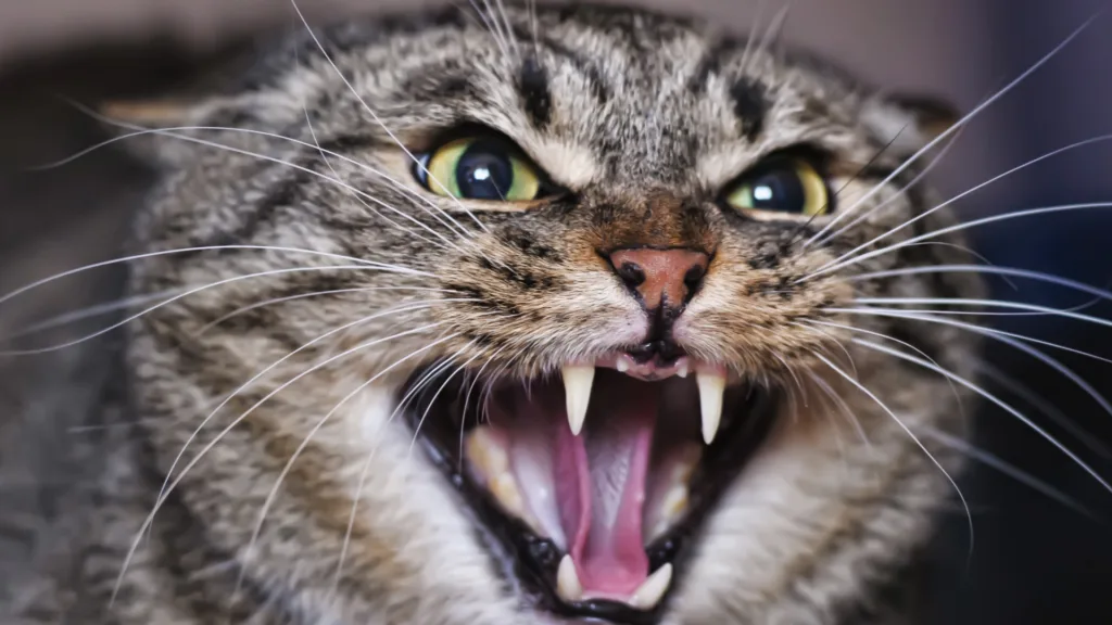 Veterinario de gatos a domicilio en Coyoacán