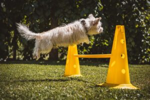 entrenamiento-canino.alt