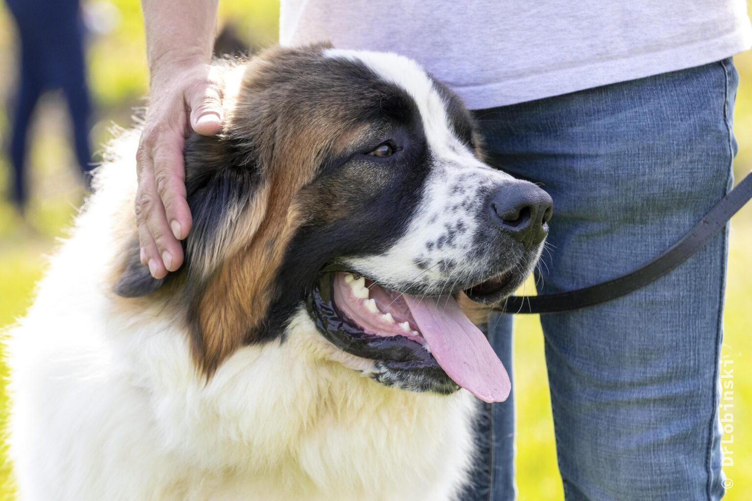 dientes-perro.alt