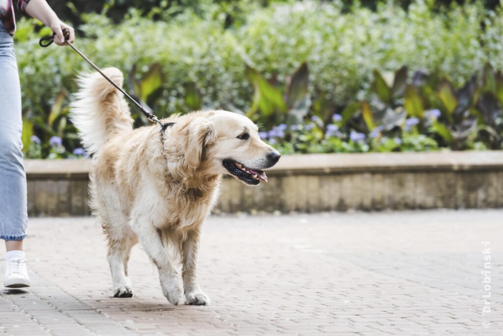 paseo-al-aire-libre.alt