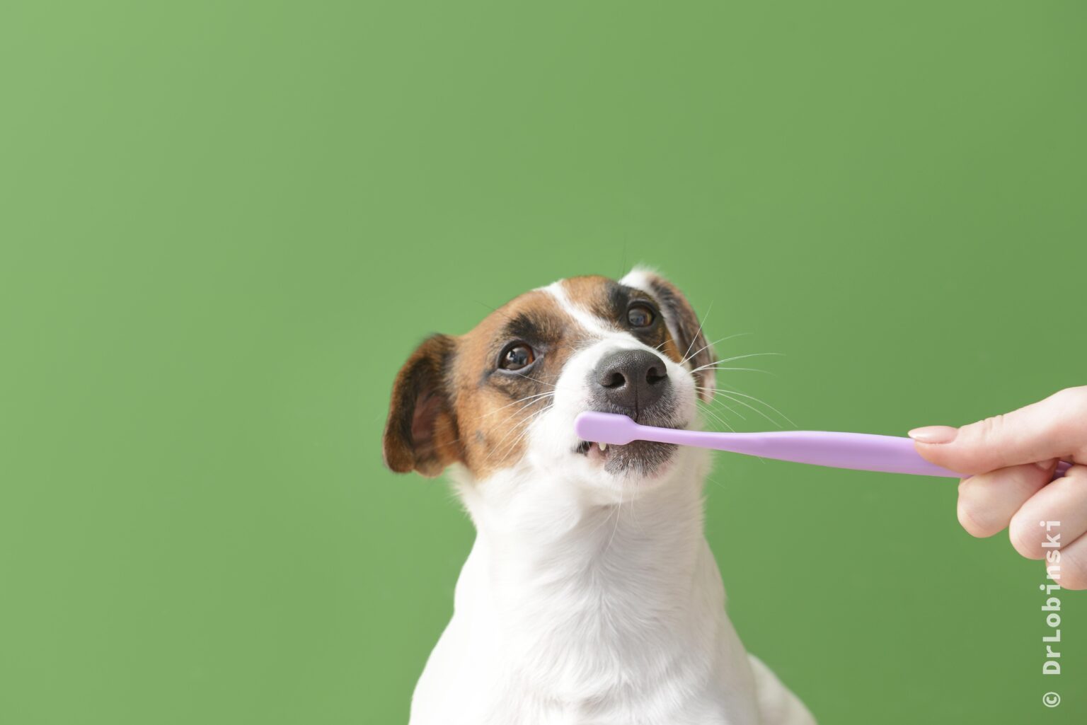 cepillado-dental-perro.alt