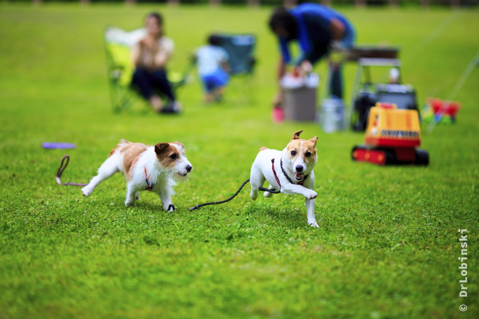 paseo-perros.alt
