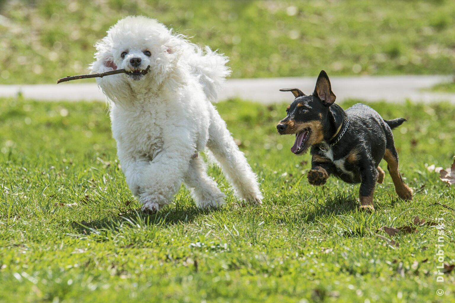 perros-felices.alt