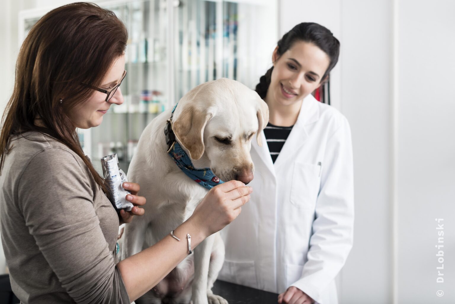 profesionales-de-la-salud-en-mascotas.alt