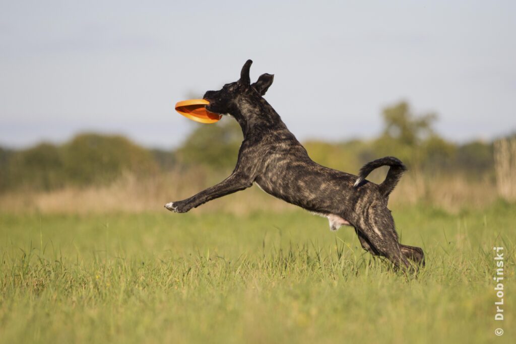 perro-al-aire-libre.alt