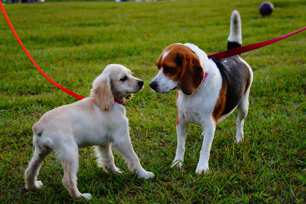 perritos.alt