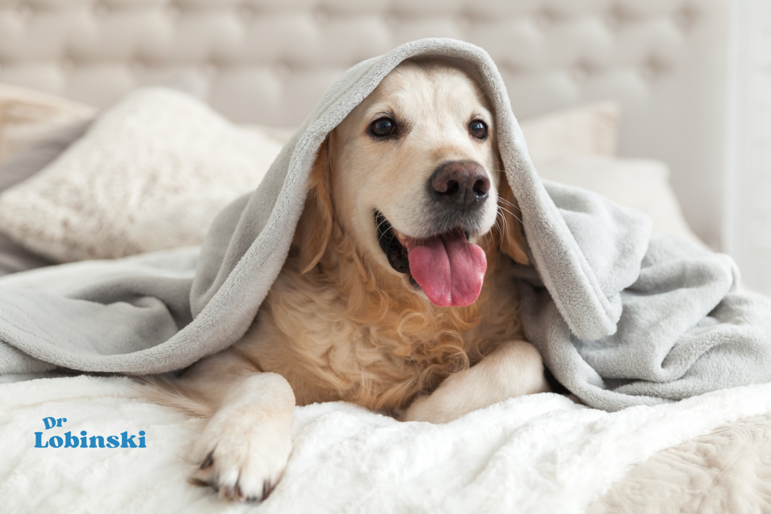 veterinaria-a-domicilio.alt