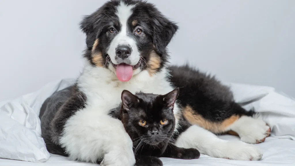 veterinario a domicilio en Pedregal