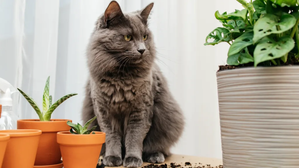 veterinario a domicilio en Venustiano Carranza