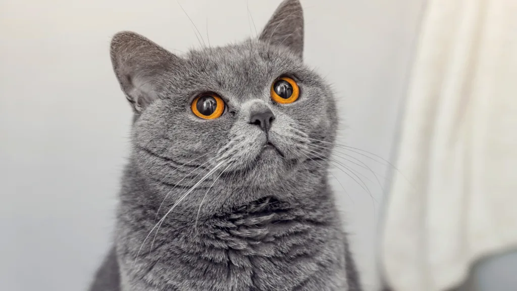 Veterinario de gatos a domicilio en la Benito Juárez