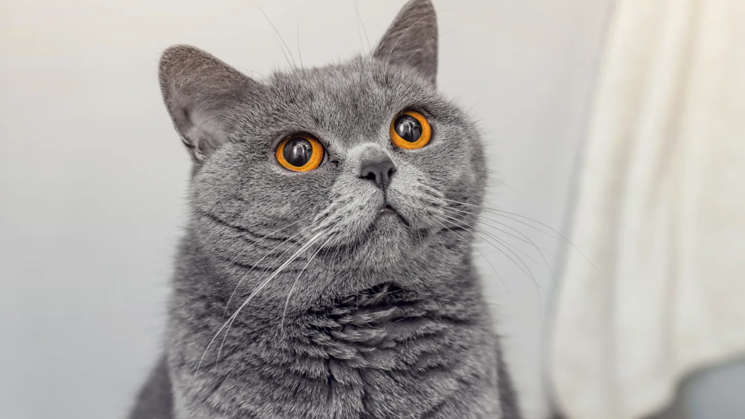 Veterinario de gatos a domicilio en la Benito Juárez