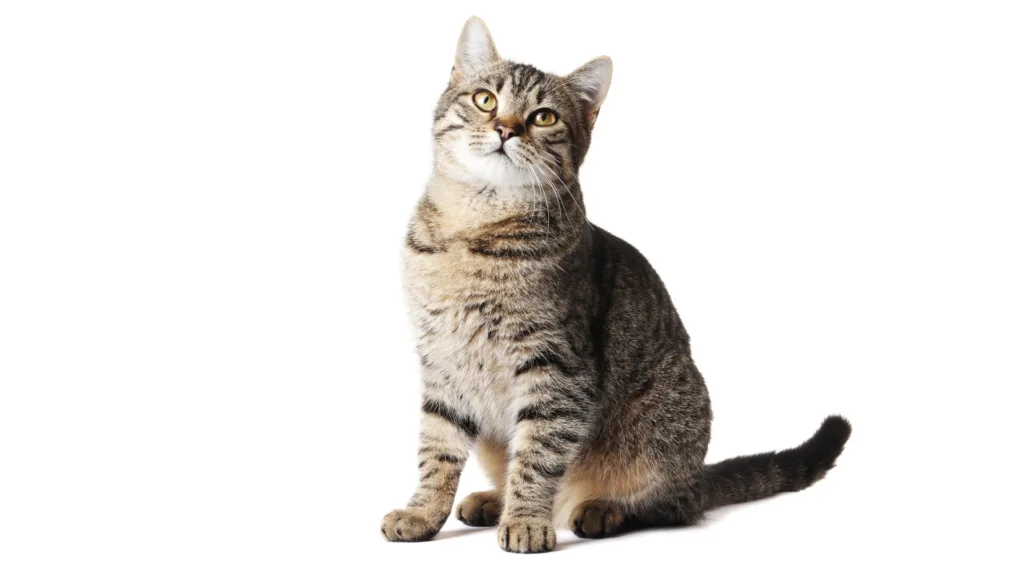 Veterinario de gatos a domicilio en la Benito Juárez