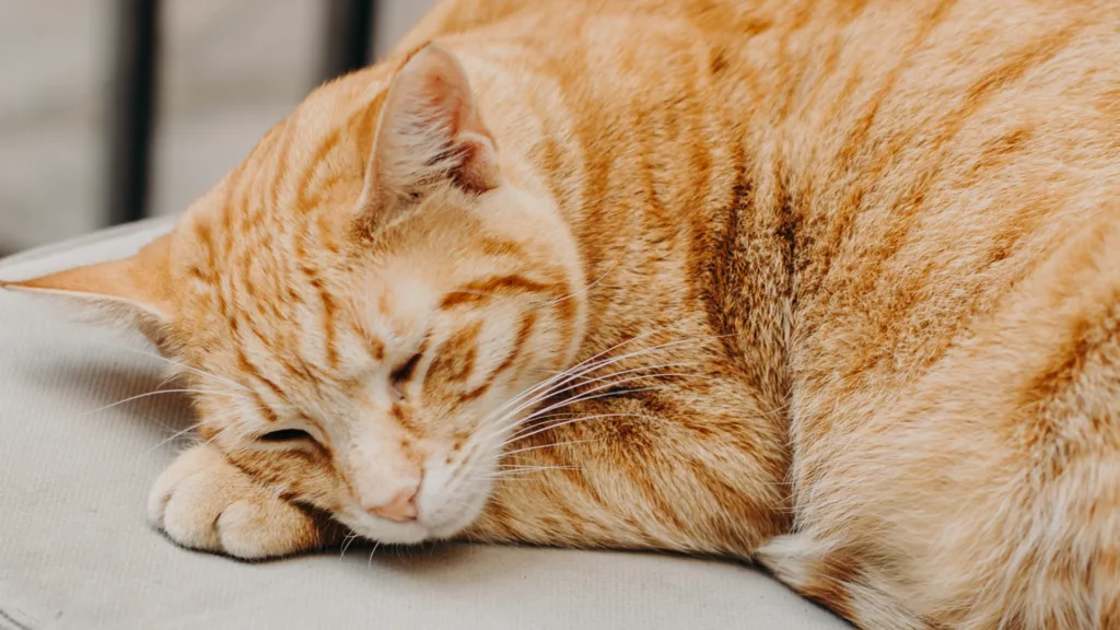 veterinario a domicilio en Portales