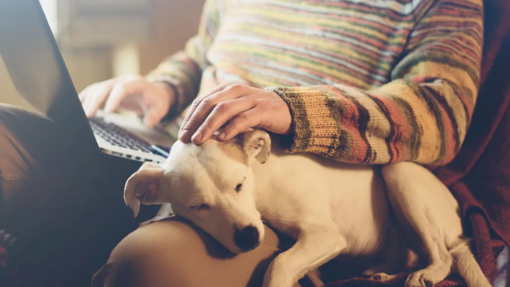 veterinario a domicilio en Portales