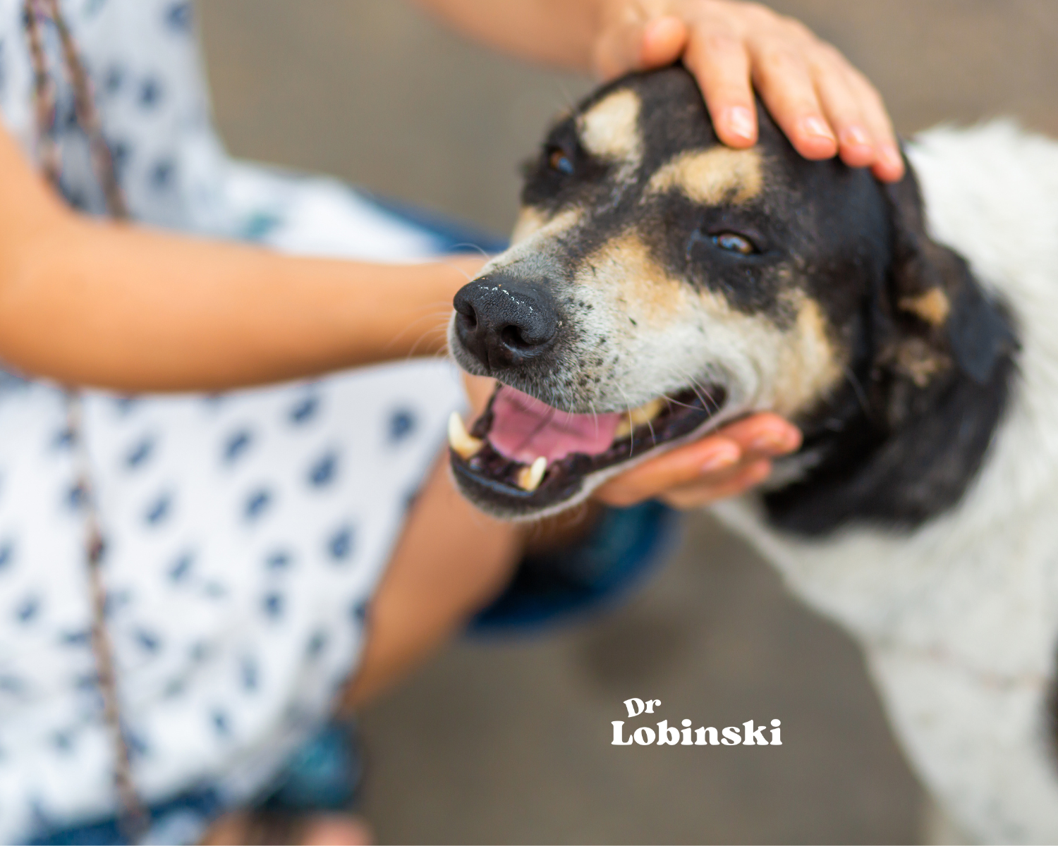 perro-feliz-atendido-por-dr-lobinski.alt