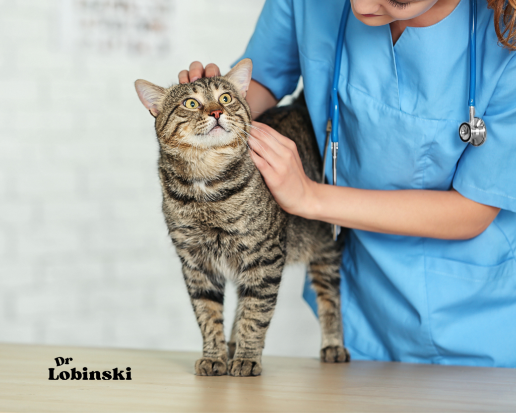 Gato-veterinario.alt