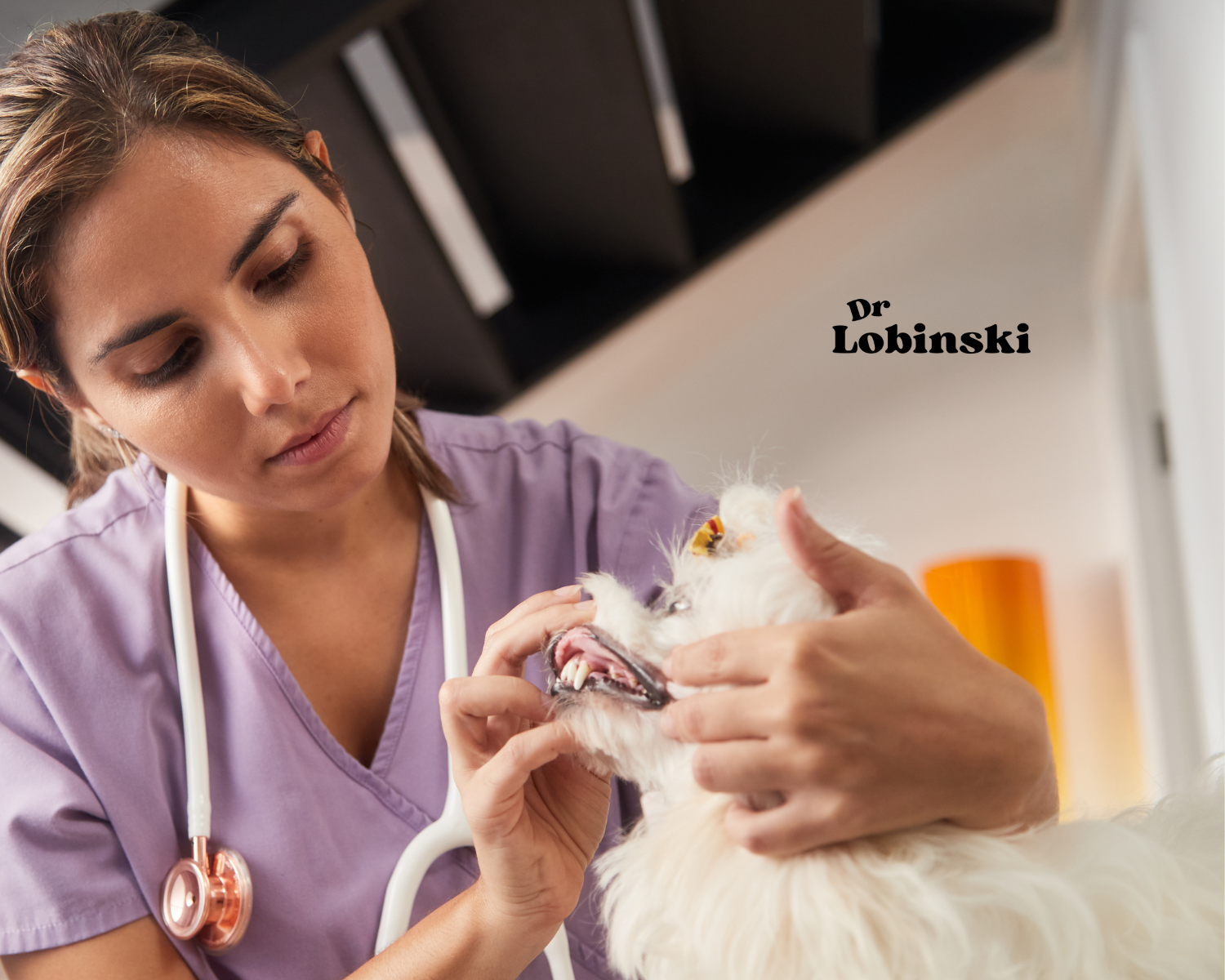 bienestar-de-tus-mascotas-en-naucalpan.alt