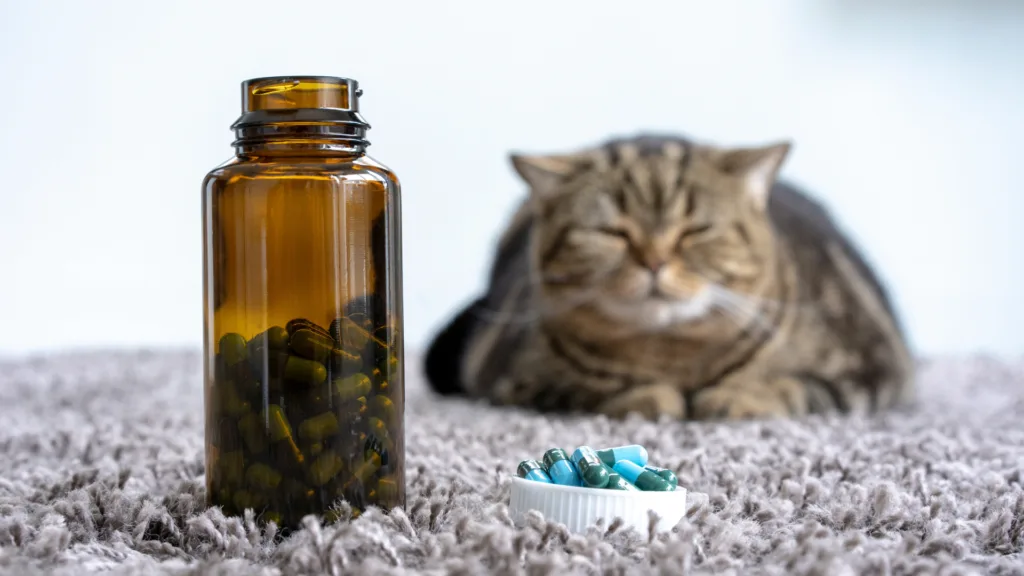 Administrar medicamentos a mi mascota