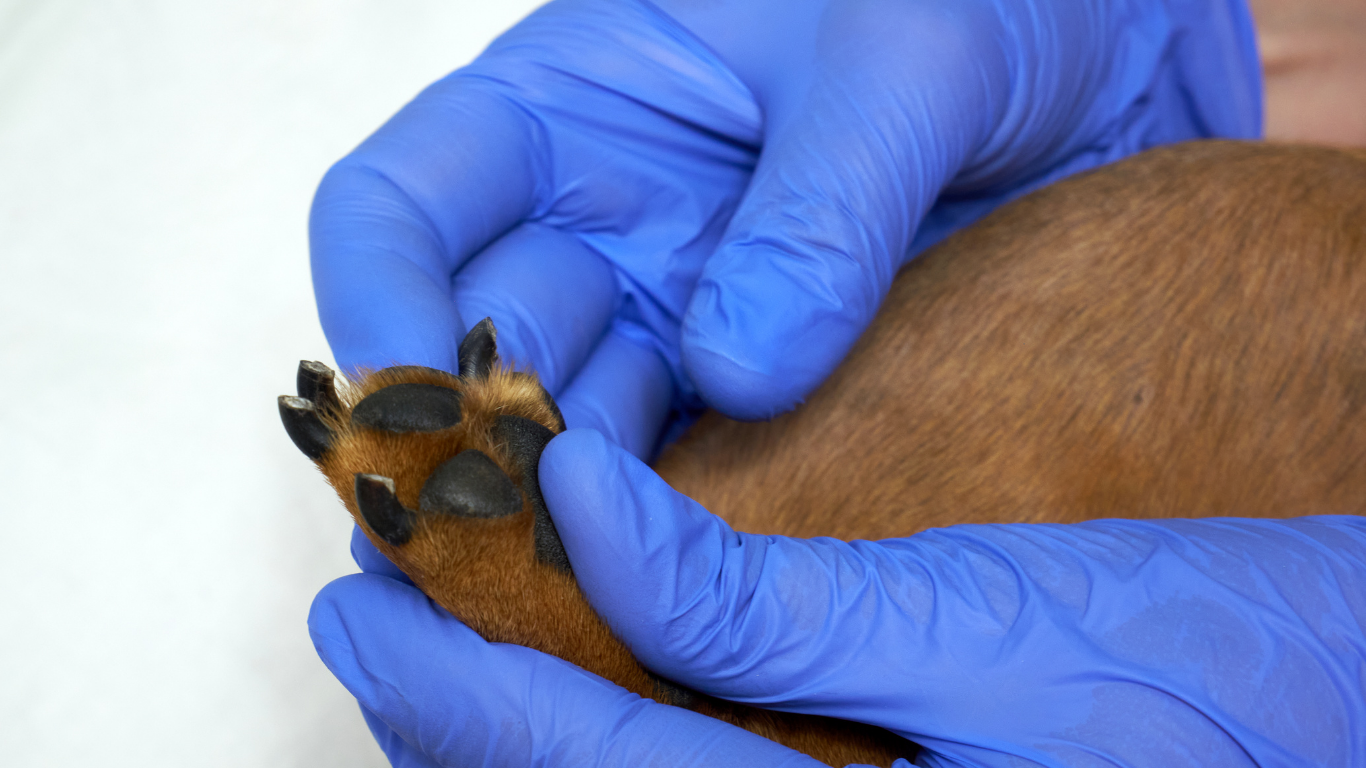 urgencias-veterinarias.alt