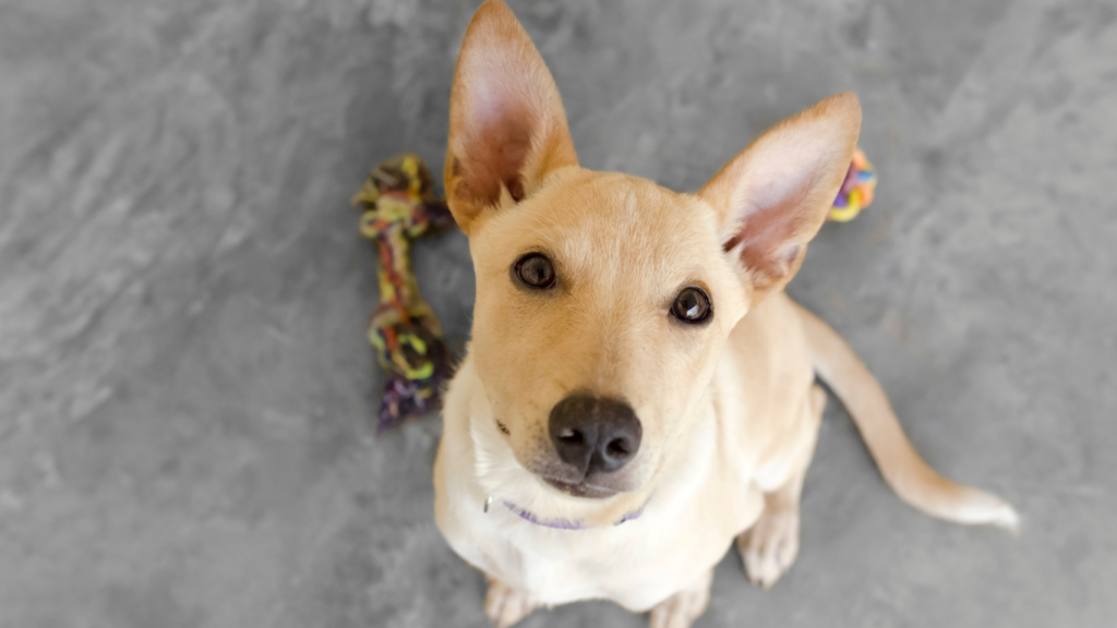 perrito-mascota.alt