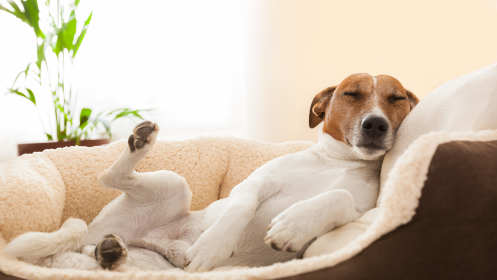 perrito-en-casa.alt