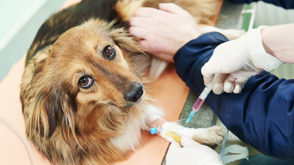 veterinario-a-domicilio-en-santa-fe.alt