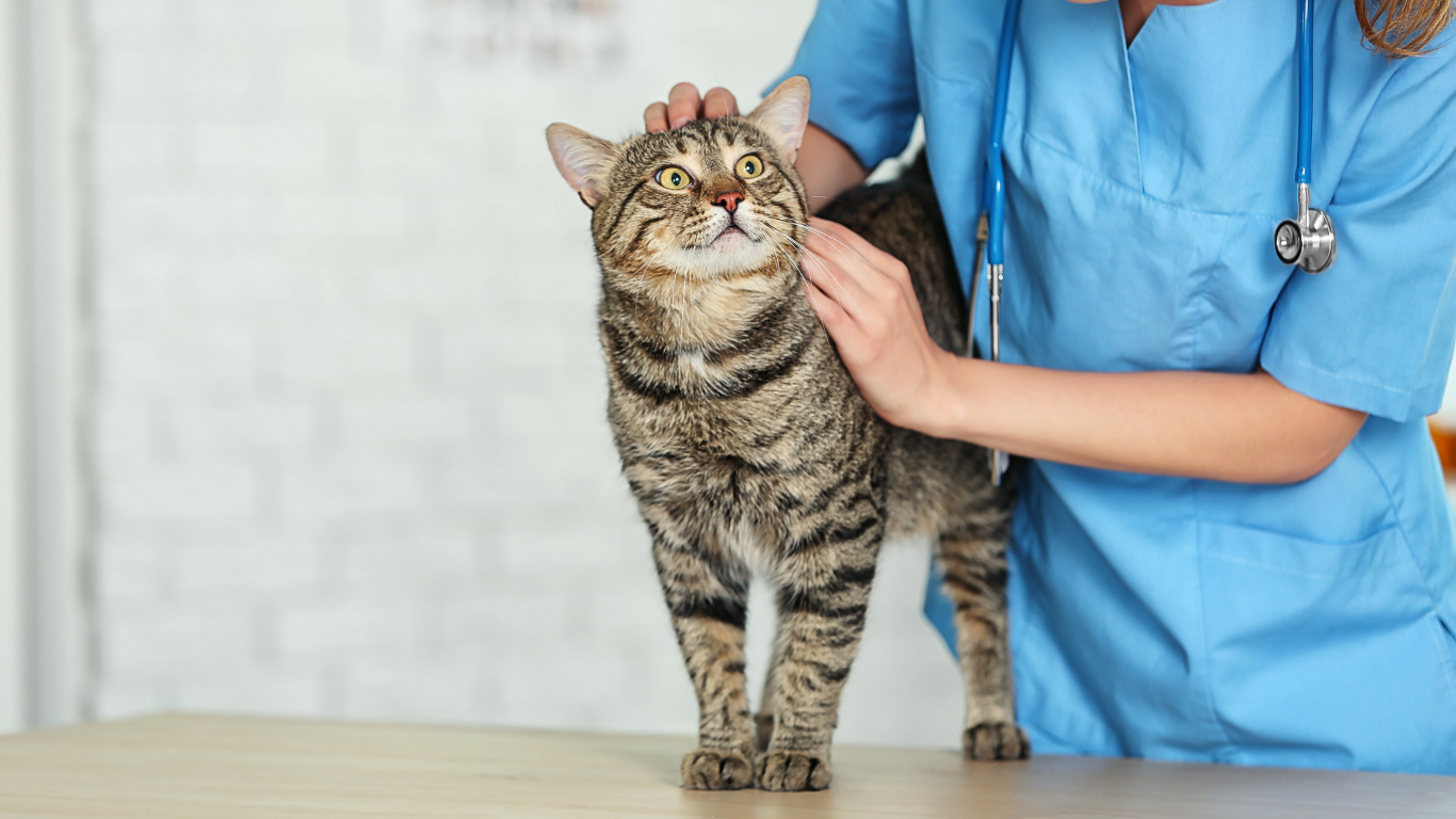 Consultas veterinarias a domicilio en Santa Fe