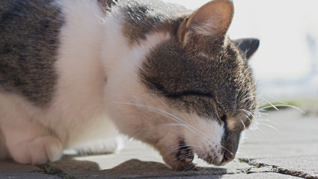 vomito-en-gatos.alt