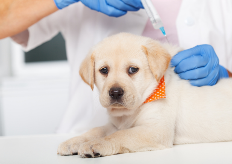 vacuna-a-perrito.alt