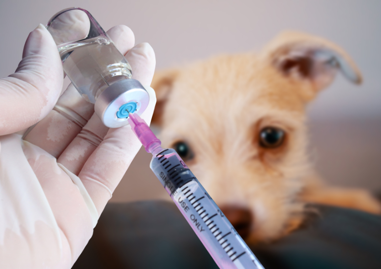 cachorrito-esperando-su-vacuna.alt