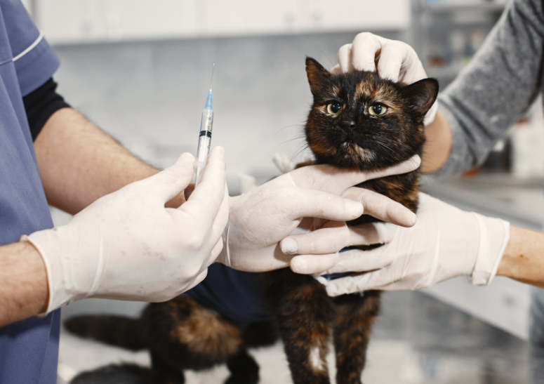 gato-a-punto-de-ser-vacunado.alt