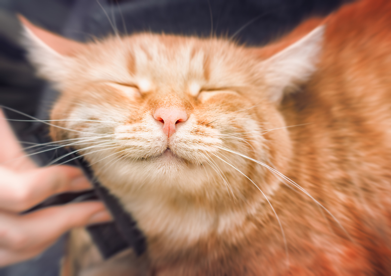 Vacunación-a-domicilio-de-perros-y-gatos-en-CDMX.alt