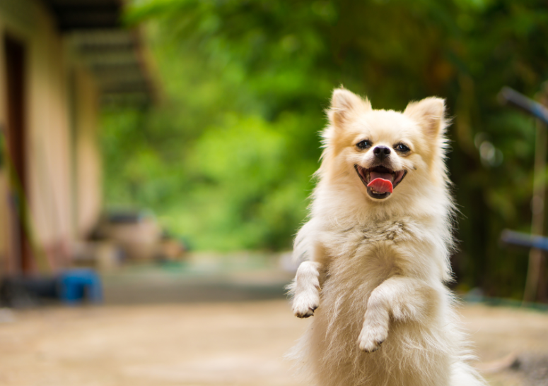 perrito-feliz-por-su-vacuna-a-domicilio.alt