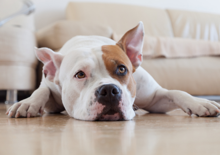 perrito-blanco-feliz-en-casa.alt