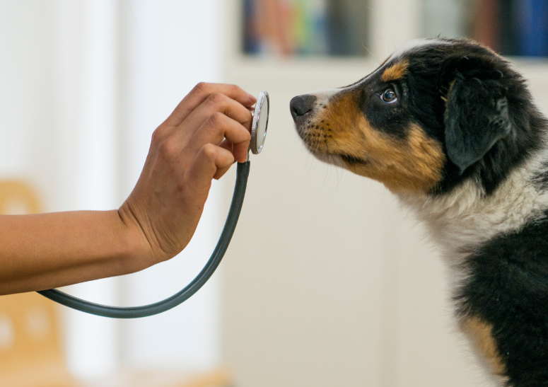 chachorro-olfateando-estetoscopio.alt