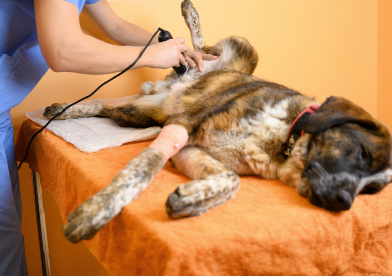 perro-preparado-para-castracion.alt