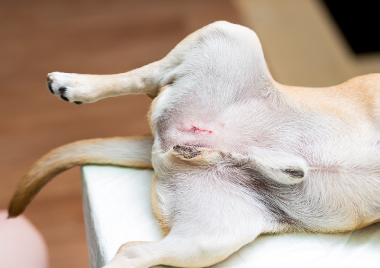 esterilización-de-perros-y-gatos-a-domicilio-en-cdmx.alt