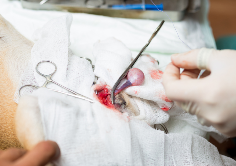 esterilización-de-perros-y-gatos-a-domicilio-en-cdmx.alt