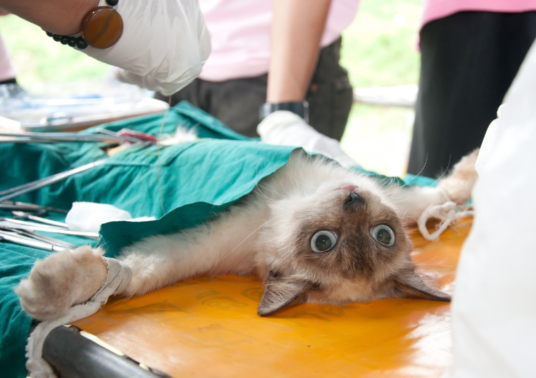 gato-esterilizado.alt