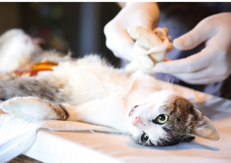 gato-anestesiado-para-esterilizacion.alt