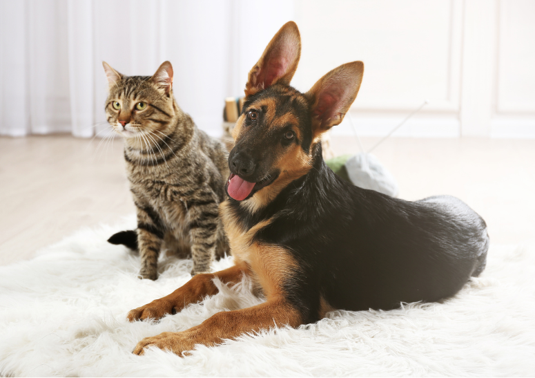 perrito-y-gatito-felices.alt