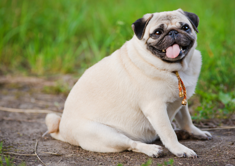 control-de-peso-para-mascotas-en-cdmx.alt