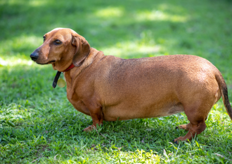 perro-gordo-en-el-jardin.alt