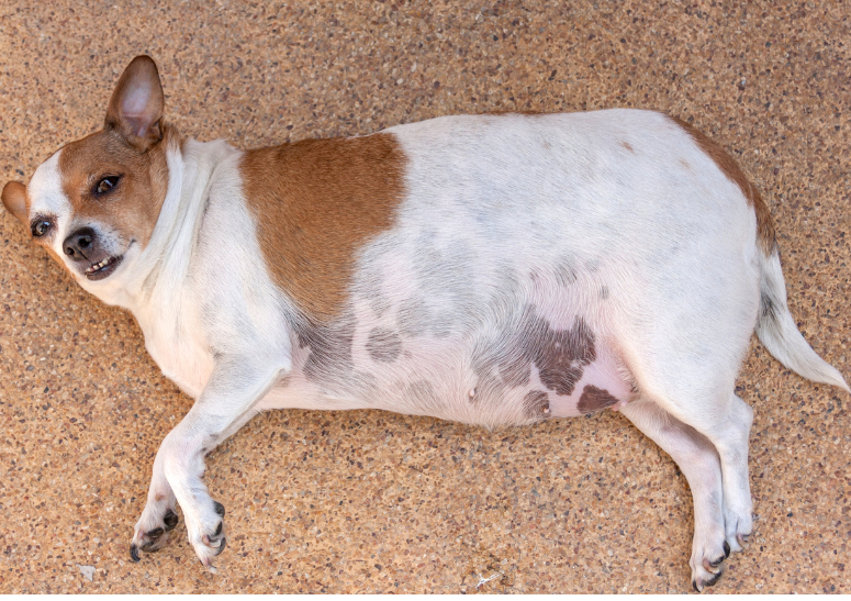 control-de-peso-para-mascotas-en-cdmx.alt